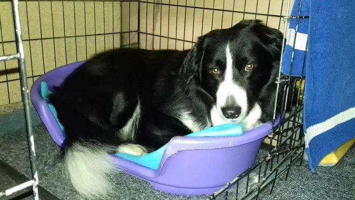 Craig Robinson Vets Picture 3