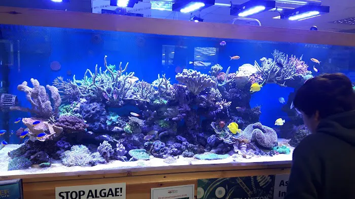 Maidenhead Aquatics Carlisle Picture 10