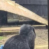 Tracey's Bunny Haven ico