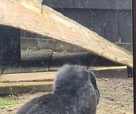 Tracey's Bunny Haven
