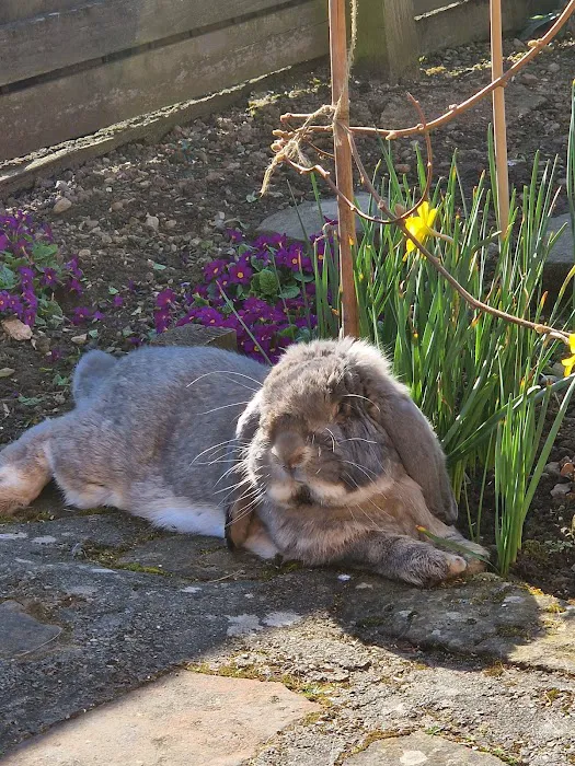 Tracey's Bunny Haven Picture 3