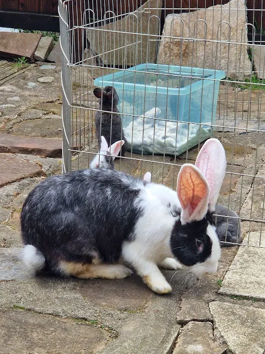 Tracey's Bunny Haven Picture 4