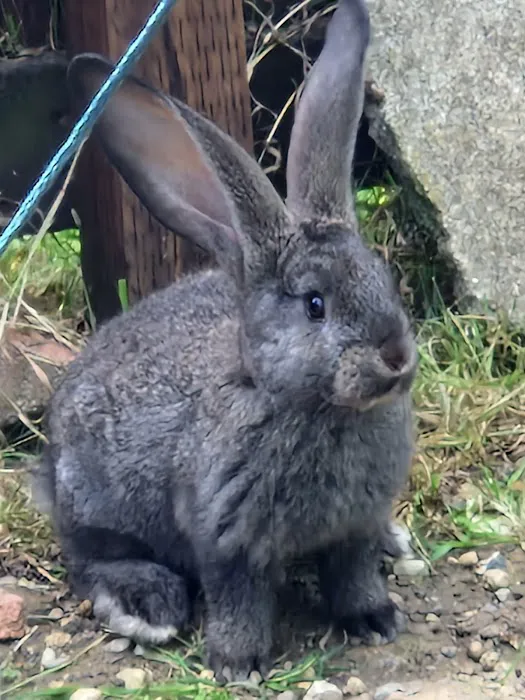 Tracey's Bunny Haven Picture 5