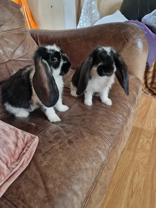 Tracey's Bunny Haven Picture 2