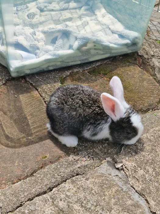 Tracey's Bunny Haven Picture 8