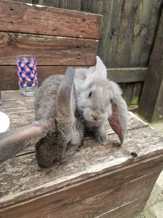 Tracey's Bunny Haven Picture 10