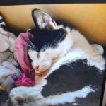 Dunmuir Veterinary Group