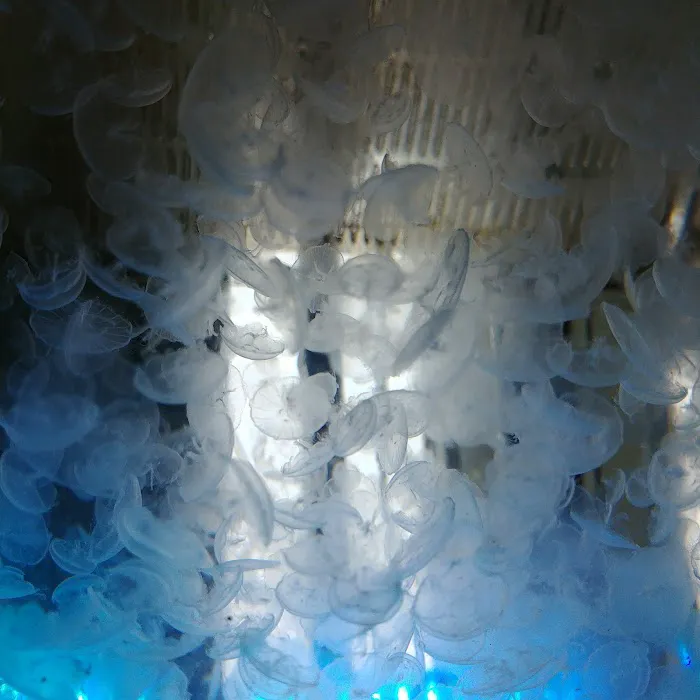 UK Jellyfish Picture 1