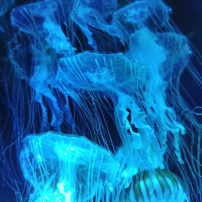 UK Jellyfish Picture 2