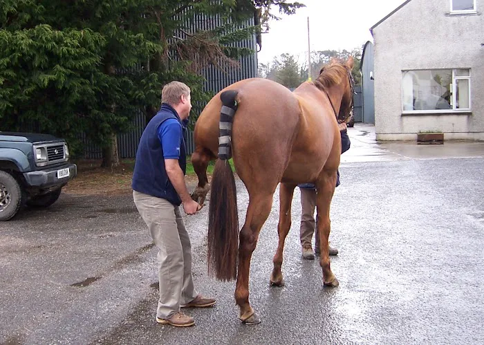 The Stewartry Veterinary Centre Ltd Picture 3