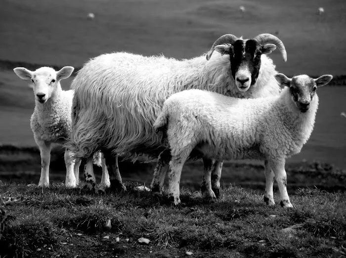 The Stewartry Veterinary Centre Ltd Picture 1