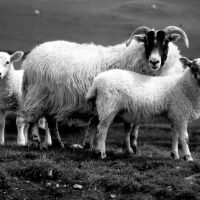 The Stewartry Veterinary Centre Ltd ico