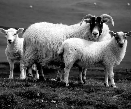 The Stewartry Veterinary Centre Ltd