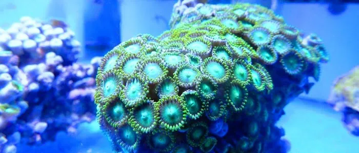 Calico Aquatics Picture 3