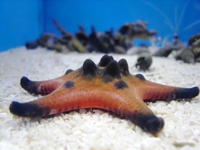 Calico Aquatics Picture 8