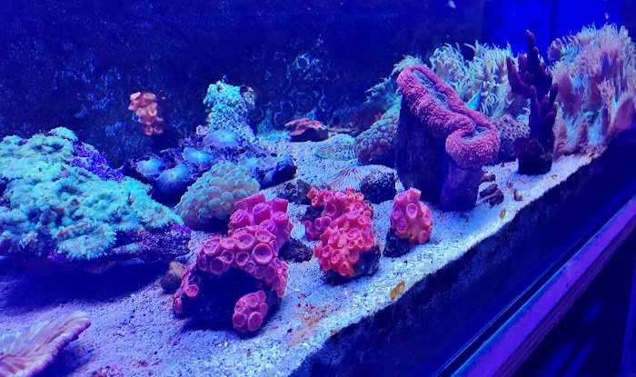 Calico Aquatics Picture 6