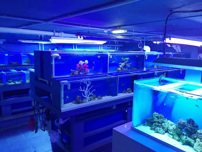 Calico Aquatics Picture 4