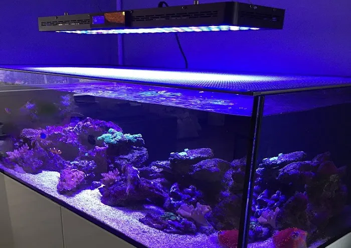 Calico Aquatics Picture 5