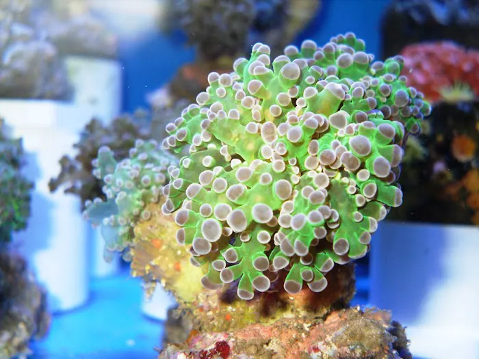 Calico Aquatics Picture 9