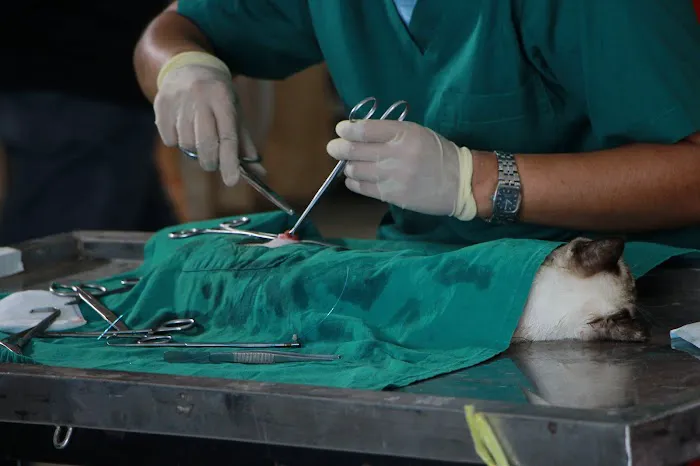 Galloways Vets LTD Picture 3