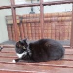 Machars Veterinary Services Ltd