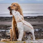 Millcroft Vets Maryport