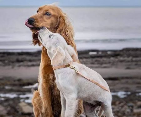 Millcroft Vets Maryport