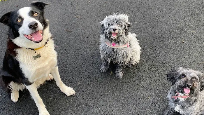 Arcade Pet Store Picture 1