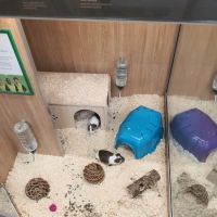 Pets at Home Penrith ico