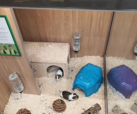 Pets at Home Penrith