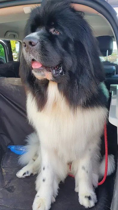 Pets at Home Penrith Picture 9