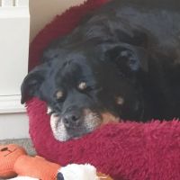 The Priory Veterinary Centre ico