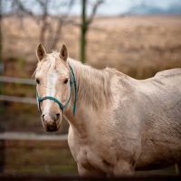 Academy Vet Centre ico