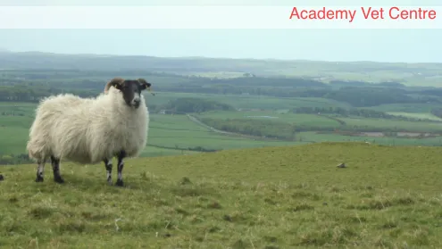 Academy Vet Centre Picture 3