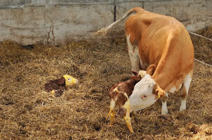 Academy Vet Centre Picture 5