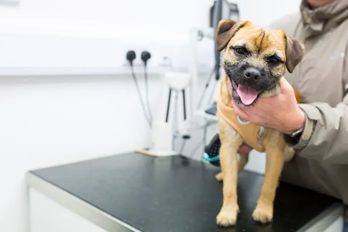 Academy Vet Centre Picture 7