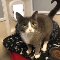 Millcroft Vets Cockermouth ico