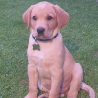 Paragon Veterinary Group ico