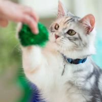 Bridgefoot Holiday Home for Cats ico