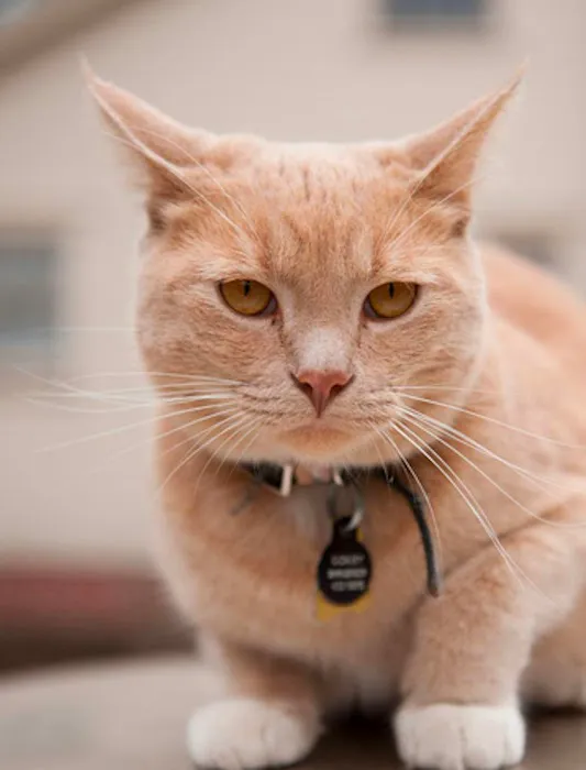 Bridgefoot Holiday Home for Cats Picture 5