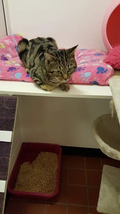 Pawfection Luxury Cattery Picture 6