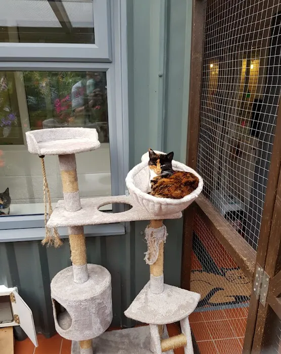 Pawfection Luxury Cattery Picture 3
