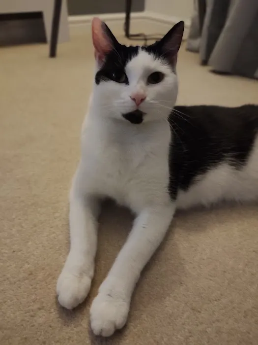 Pawfection Luxury Cattery Picture 2