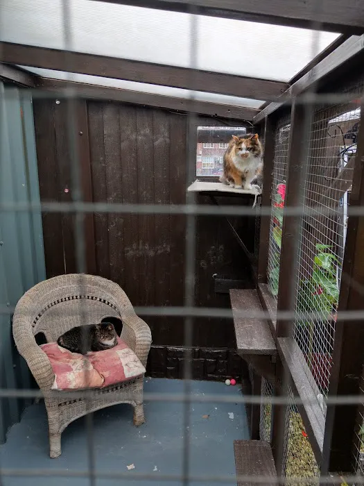 Pawfection Luxury Cattery Picture 9