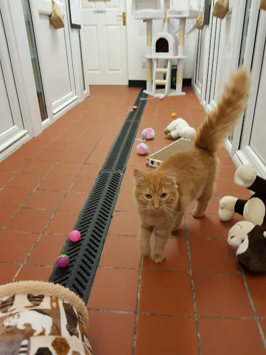 Pawfection Luxury Cattery Picture 7