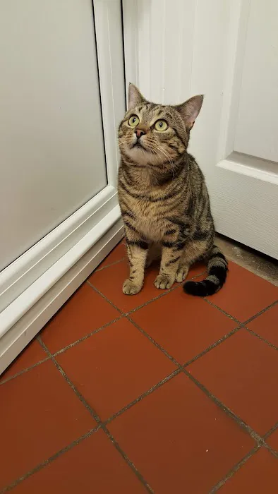 Pawfection Luxury Cattery Picture 4