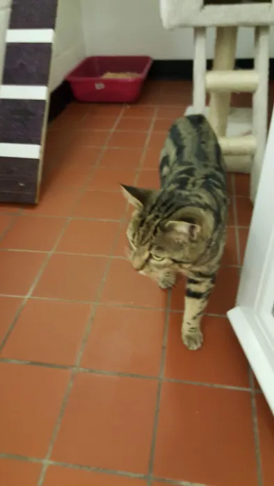 Pawfection Luxury Cattery Picture 8