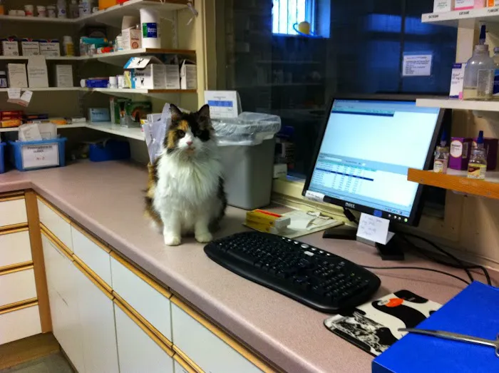 Ashlea Veterinary Centre Picture 3