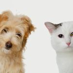 Ashlea Veterinary Centre
