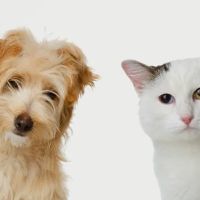 Ashlea Veterinary Centre ico